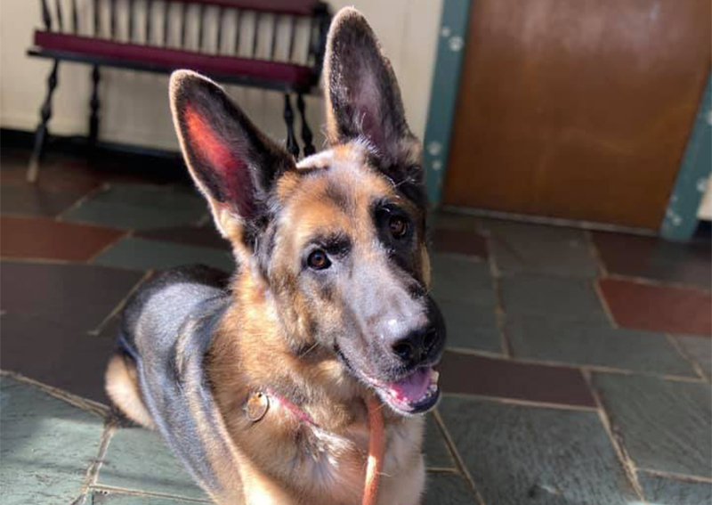 Carousel Slide 6: Dog veterinary care